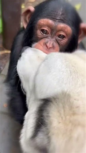 Chimp Missed His Brother So Much 💖