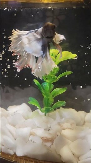 Halfmoon Betta Aquarium Setup #aquarium #fishtank #bettafish