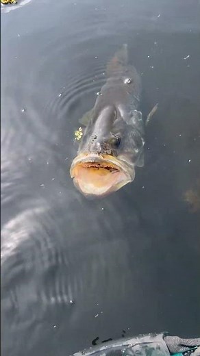 GIANT Big Bass Lunker Caught! Caddo Lake Kayak Fishing 2026 | Kayak Series Action