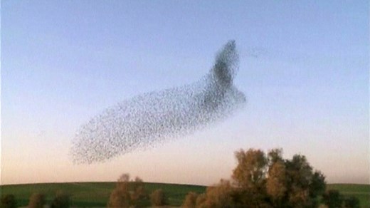 Watch Starlings Form Spectacular Murmuration