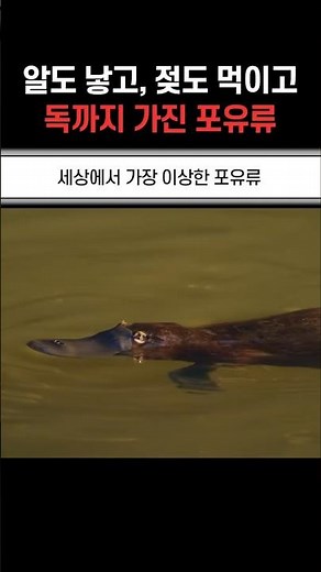 The Mammal That Lays Eggs, Nurses Its Young, and Is Even Venomous
