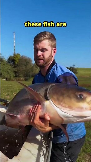 Why Are Fish Injected? The Truth About Induced Breeding! 🐟💉 #facts #animals #shorts