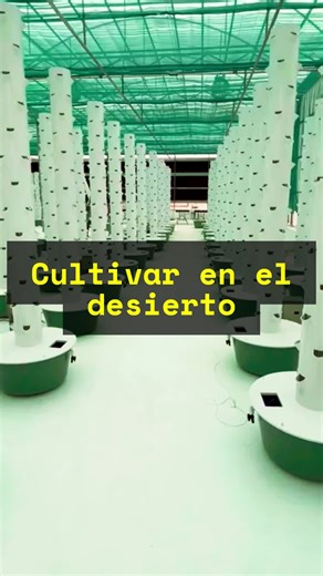 No es suerte ni milagro. Es aeroponía, control climático y decisiones bien hechas. En 15 segundos no se explican ajustes ni errores críticos. 👉 Comenta **CLASE** y aprende cómo sí se puede producir, incluso en entornos extremos. ___ #hidroponia #aeroponia #agriculturatecnificada #producciondealimentos #cultivoprofesional
