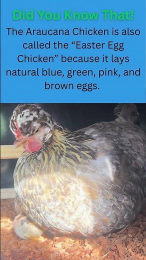 Did You Know That! About Araucana Chicken!!!