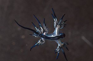 Rare sighting of mesmerizing but threatening sea creature