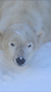 Snow patrol reporting for duty 🫡 | San Diego Zoo