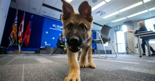 RCMP invites kids to name 13 police dog puppies