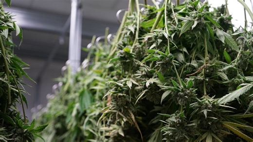 Making marijuana: Behind the scenes of a Florida cannabis farm