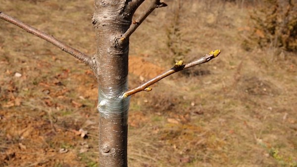 Easy Methods for planting Tree Grafts