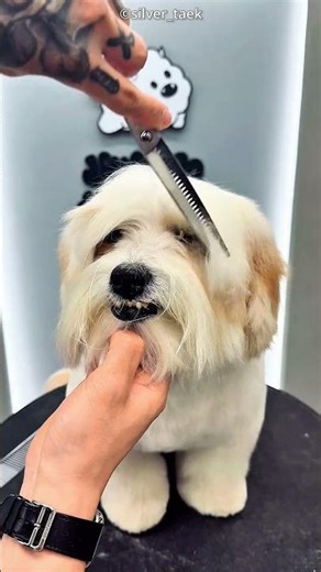 The Most Handsome Dog in the World?! 😍👑
