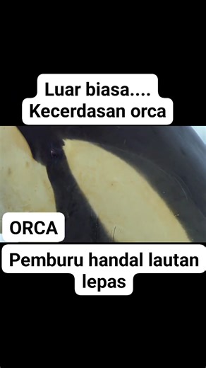 Luar biasa kecerdasan ORCA pemburu handal laut lepas #orca #handal #pemburu #jesica #alamliar #laut | Ropendi Doang