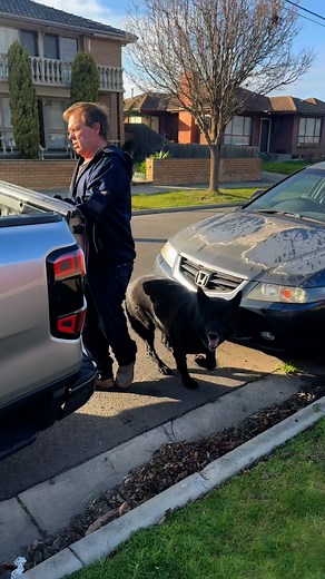 TODAY german shepherd #buddy | Michelle Diaman