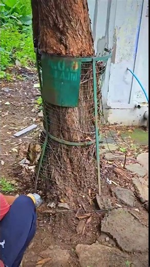 Why Removing Tree Guards Is Important for Tree Growth | Save Trees Awareness Campaign #saveTree