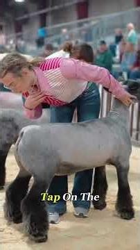 The Wildest Contest in Texas #LivestockShow #goatShow... #Shorts #carlovers.1100