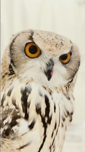#フクロウ #ヘビ #爬虫類 安心🌸高品質の餌🦉🐍/🟢 梟達が食べる安全な餌を最安値クラスでご提供！🟢 #アダルトマウス #ピンクマウス #ヒヨコ #ウズラ #コーンスネーク