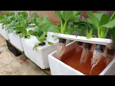 DIY Hydroponic System Farm | How to Grow Bok Choy in Cups? | Step-by-Step Guide for Beginners