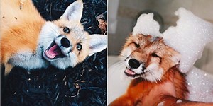 Pet Fox Is The World’s Happiest Fox On The Internet