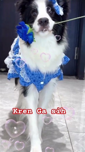 Ini Anjing Apa Ko Pinter Sekali#shorts#anjinglucu