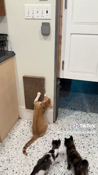 We 💚 our Goose and we’re most grateful for his patience and sweetness with all the new kittens. Did you know? Cats teach - and learn - behaviors from one another through mimicry and observation, both in kittenhood and adulthood. Facial mimicry plays a key role in social bonding and communication among cats.