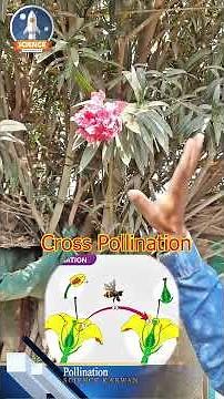 What is Pollination || Pollination explained || #model #acoustics #education #science #experiment