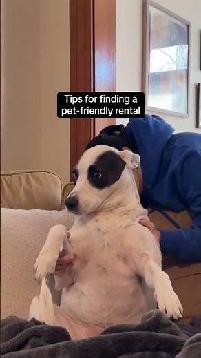 Tips for finding a pet-friendly rental
