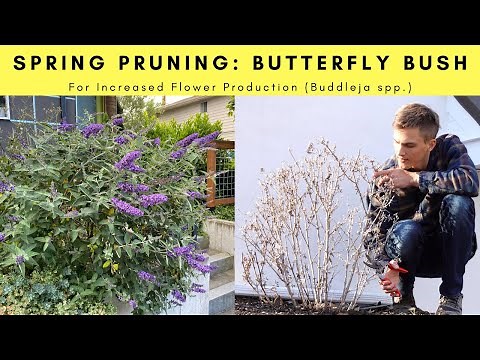 BUTTERFLY BUSH Pruning in Spring for Increased FLOWERING