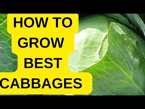 Cabbage farming in Kenya 2024