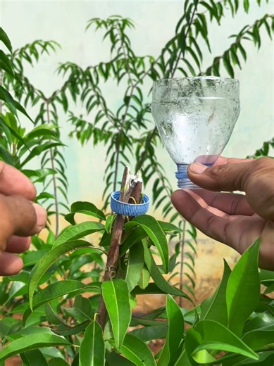 learn simple air layering #creativity #gardening #plants #airlayering