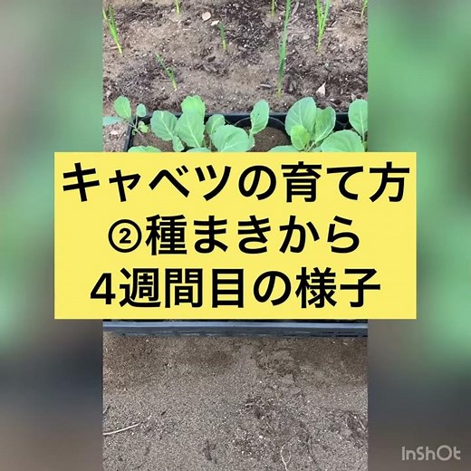 Home Gardening: How to Grow Cabbage ② 4 Weeks After Sowing