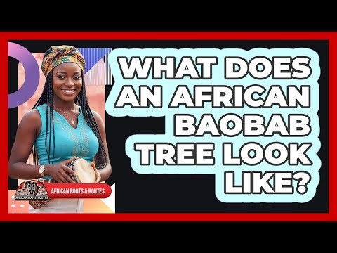 What Does An African Baobab Tree Look Like?