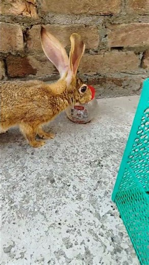 White Rabbit for Sale – Healthy & Friendly Pet Bunny #love