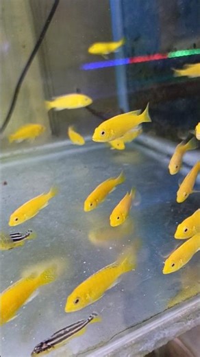 Ikan Lemon Cichild Dari Afrika