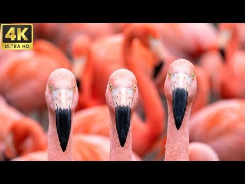 Giants of the Sky: The Largest and Most Powerful Birds | 4K Nature Sounds