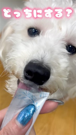 愛犬の口臭、諦めてない？おやつ感覚でできる最新ケアがすごかった…！🐶✨ #ペット #ペッツビレッジクロス #犬 #口臭対策 #youtubeshorts
