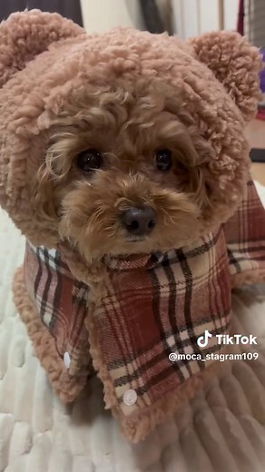 🐶🤎 秋冬に大活躍の格子柄マント✨ ふわふわ素材で着せた瞬間ぬくぬく☁️ フード付きで見た目も可愛すぎるし、防寒対策もばっちり◎ お散歩もおうち時間もこれ1枚でOK❄️ #モカの日常 #可愛すぎ #tiktokshop #おすすめ商品 #マント #プレゼント選び