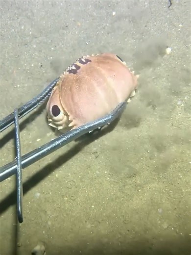 Undersea Diving and Fishing Adventures
