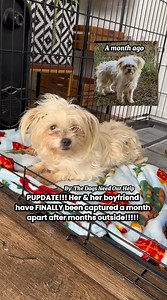 PUPDATE!!! 🎉 After months fending for themselves on the streets of Celeste, TX, these 2 little babies are finally SAFE with Paw Support Rescue.🥰 The little boy, now named Buddy (likely a Chiweenie), was caught by my friend Kelley a month ago, but his girlfriend Noelle bolted into the woods that night. It was so dark they couldn’t see anything. Buddy went to the rescue later that week, & we prayed Noelle would survive long enough to be saved. Their finder finally caught Noelle about 2 weeks ago