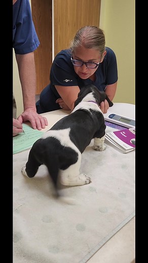 Puppy exams went perfect. Some of these kids have some very excited families waiting to meet them this weekend 🥰 #bassethound #puppylove #puppyvisit #tuesday #foryou #summer #yellowstone #puppiesonly #howlinhounds