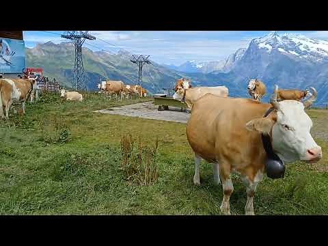 The Sound of Cow Bells Ringing Across The Swiss Alps.