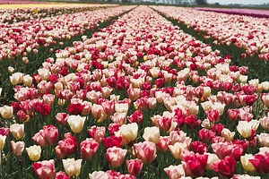 Where to See Tulip Fields in the Netherlands: A Complete Guide (2026)