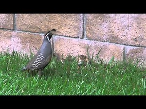 Too Many Quail Chicks