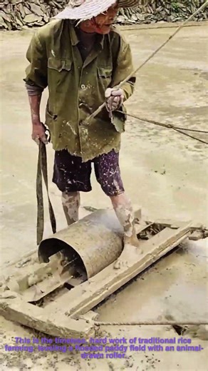 Traditional Rice Paddy Leveling: Animal-Powered Field Prep