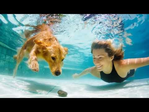 Dive In Pup: A Fun Guide to Teach Your Dog to Swim