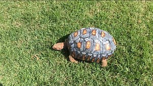 Fred the tortoise battled starvation and pneumonia after losing her shell in a bushfire. See how scientists stepped in. | National Geographic