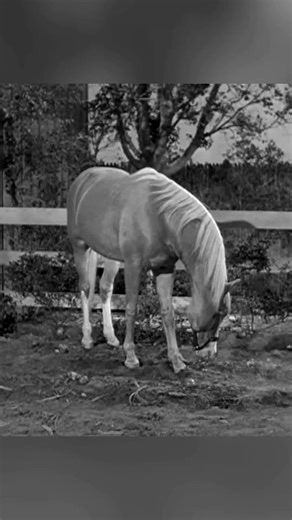 #MisterEd #AlanYoung #ConnieHines #EdnaSkinner #ClassicTv #TalkingHorse #SandfordandSons | M.Ed Classic