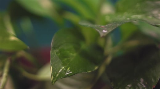 Water Drop on Green Leaf - Free Stock Video