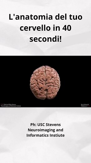 L’anatomia del cervello in 40 secondi: Il cervello è suddiviso in diverse strutture chiave, tra cui la corteccia, il cervelletto e il tronco encefalico. La corteccia è la parte più grande del cervello ed è responsabile del pensiero cosciente, della memoria e del linguaggio. Il cervelletto si trova nella parte posteriore del cervello ed è responsabile della coordinazione e dell’equilibrio. Il tronco encefalico collega il cervello al midollo spinale e controlla le funzioni involontarie come la res