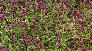 Field of bachelor buttons, in full bloom with their typical magenta bracts, stirred by a light breeze. UltraHD 4k footage