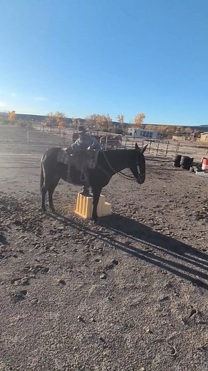 15 reactions | #mules #Training #deltaco | Jamie Dahl | Facebook