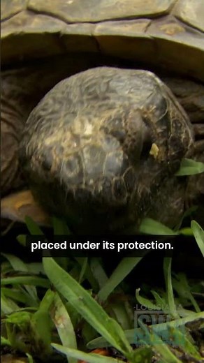Changes to Endangered Species Act Could Impact #Louisiana #Wildlife #conservation #coastalprotection